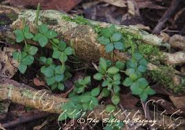 Image result for Oldenlandia verrucitesta