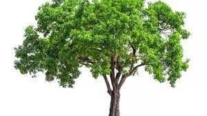 Tree Leaf Chart Shape Margin And Venation