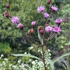 Image result for Vernonia infundibularis