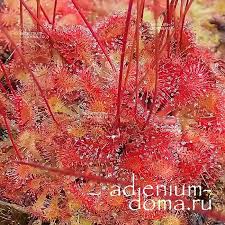 Image result for Drosera burkeana