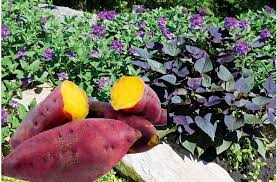 The Argument For African Sweet Potatoes Tz Business News