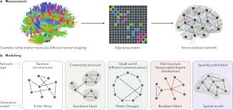 Plasma membranes are selectively permeable. The Physics Of Brain Network Structure Function And Control Nature Reviews Physics