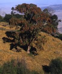 Image result for Hagenia abyssinica