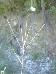 Image result for Digitaria compressa