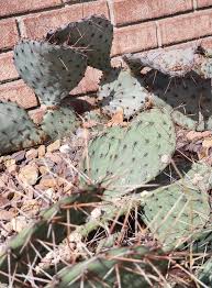 Naturally they grow in northern mexico and southern us. G9rb An Qiksxm