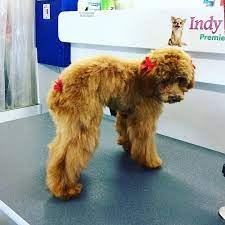 Our store also offers grooming, training offer not valid on select merchandise, gift cards, gift certificates, previous purchases or charitable donations and specifically excludes royal canin. Royal Pet Grooming Brooklyn The Y Guide