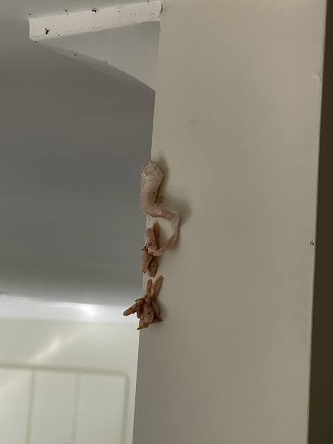 What is this? I found it on my wall this morning. Looks pinkish, a bit like  foam and it's around 8cm long : r/whatisthisthing