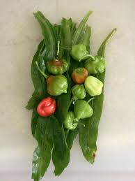 Ají dulce has the shape and size of a habanero pepper (figure 4) without the taste of intense heat. Ajies Dulces Substitute