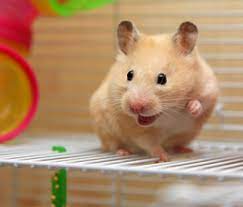 It will have where to sleep, where to eat and drink, where to exercise, and where to hideout all in one and at an. 8 Fun Facts About Hamsters