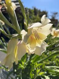 Image result for Gladiolus dalenii