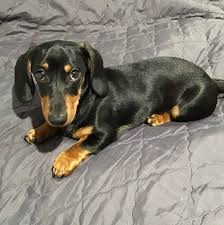 Image result for jezevčík hladkosrstý