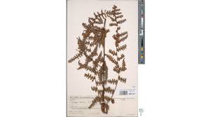 Image result for Blotiella