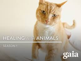 There are conditions that have been proven in animals (such as dogs) that have. Watch Healing With Animals Season 1 Prime Video