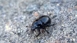 Where Do Bugs Go In The Winter?