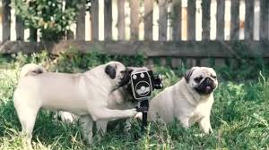 Kopegin Ciftlesme Stok Video Telif Haksiz Kopegin Ciftlesme Cekimler Depositphotos