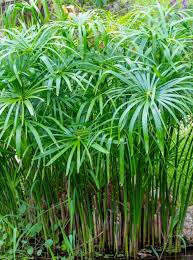 Image result for Cyperus papyrus