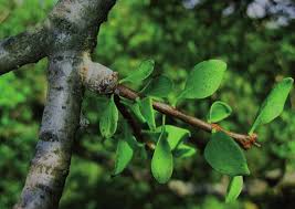 Image result for Plicosepalus amplexicaulis