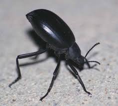 Black Beetle Stink Bug Coleoptera Tenebrionidae Stink Beetle Kara Bocekgiller Stink Beetle Beetle Insects