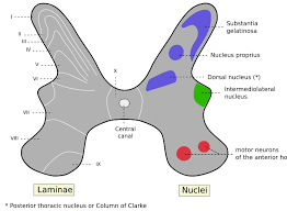 240 x 148 png 47 кб. Marginal Nucleus Of Spinal Cord Wikipedia
