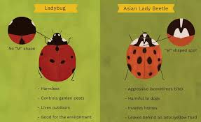 The key to getting rid of asian lady beetles is prevention through the use of spraying. Fall Ladybugs Or Asian Lady Beetles Dunroy Hoa