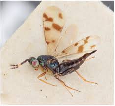 O inct hympar é um centro de investigação e gestão da. Contribution A La Connaissance De L Entomofaune D Un Village Famennien Iv Chalcidoidea Hymenoptera Universite De Liege