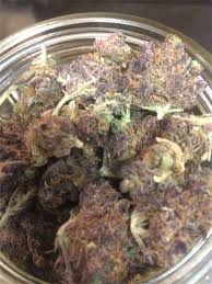 Check spelling or type a new query. Purple Martian Aka Purple Martian Kush Pmk Marijuana Strain Information Leafly