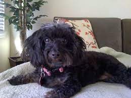 Coco The Doxiepoo Doxiepoo Sweet Animals Animal Photo