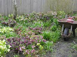 This is not your typical annual geranium that fills perfect for a woodland or cottage garden, this shade perennial flowers all summer, is hardy to zone 3, and prefers a cool spot on your garden away from. 10 Best Perennials For Shade Diy