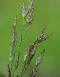 Image result for Eragrostis porosa