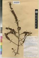 Image result for Pseudospondias microcarpa