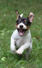 So Cute Rat Terrier Puppies Terrier Puppies Rat Terriers