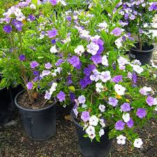 Image result for Brunfelsia pauciflora