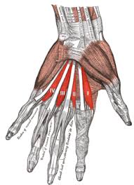 The medial head of the gastrocnemius arises from the medial condyle, while the lateral head originates from the lateral condyle of the femur. Lumbricals Of The Hand Wikipedia