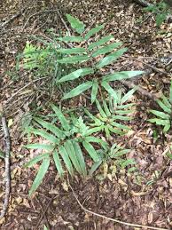 Image result for Coniogramme africana