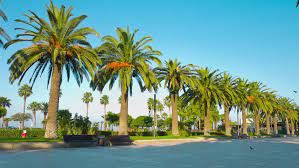 Next week we are looking for fan photos of palm trees by a pool or body of water.submit your. Beautiful Palm Trees 4k Salou Stock Footage Video 100 Royalty Free 11380619 Shutterstock