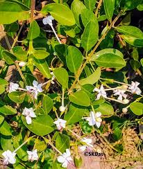 Image result for Volkameria glabra