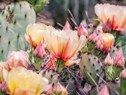 How to grow and care for san pedro cactus. What Cacti Are Cold Hardy Cold Weather Cactus Varieties