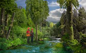 Shelton sets new Guinness World Record for most lit Christmas trees