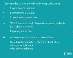 Image result for Carpodiptera africana