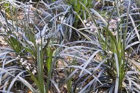 This variety is thirsty, and you'll need to frequently water the grass to maintain its growth. Essential Tips On How To Care For Black Mondo Grass Gardenerdy