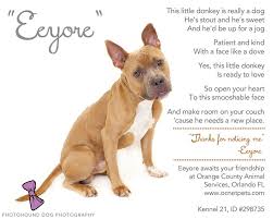 5 Fast Tips For Great Pet Bios Hearts Speak Animal Shelter Pets Adoption Photos