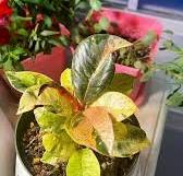 Ficus Benjamina Leaf Drop Yellow Leaves