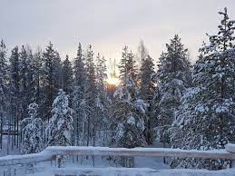 Vormittags geht es heute auf eine rentierfarm.früher waren die rentierschlitten im hohen norden die einzige fortbewegungsmöglichkeit im winter. 6 Grunde Warum Du Im Winter Nach Finnland Reisen Musst Finntouch