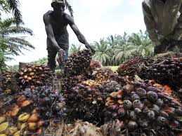 Coconuts companies in malaysia including george town, kuala lumpur, sibu, temerluh, raub, and more. Palm Oil Boom Companies Must Clean Up Their Act In Africa Guardian Sustainable Business The Guardian