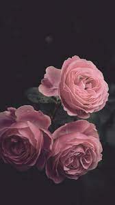 Pink white rose wallpaper image. Dark Iphone Wallpaper Floral Wallpaper Iphone Iphone Wallpaper Modern Rose Wallpaper