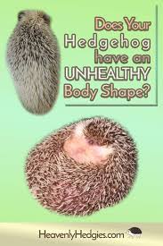 Healthy Hedgehog Weight Heavenly Hedgies