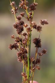 Image result for Juncus oxycarpus