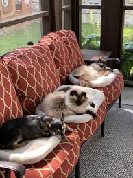 The cat wears a collar tag and the dog doesn't. 10 Ideas To Keep Your Dog Out Of Your Cat S Food And Litter Box Floppycats