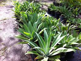 Outdoor Tropical Plants Agave Succulant Plants Tropical Low Maintenance Palms Other Garden Succulents Garden Back Gardens Tropical Plants