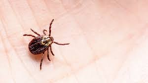 The most common sign of infection is an expanding red rash, known as erythema migrans, that appears at the site of the tick bite about a week after it occurred. Maladie De Lyme Comment Savoir Si Les Tiques Vont Se Multiplier Pres De Chez Vous Une Etude Repond Femme Actuelle Le Mag